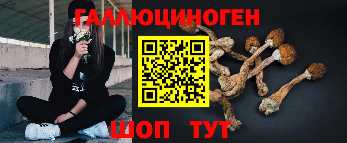 магазин    Малгобек  Псилоцибиновые грибы MAGIC MUSHROOMS 